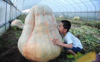 安徽网红地下室吃瓜,安徽“吃瓜”现象背后的故事  第2张